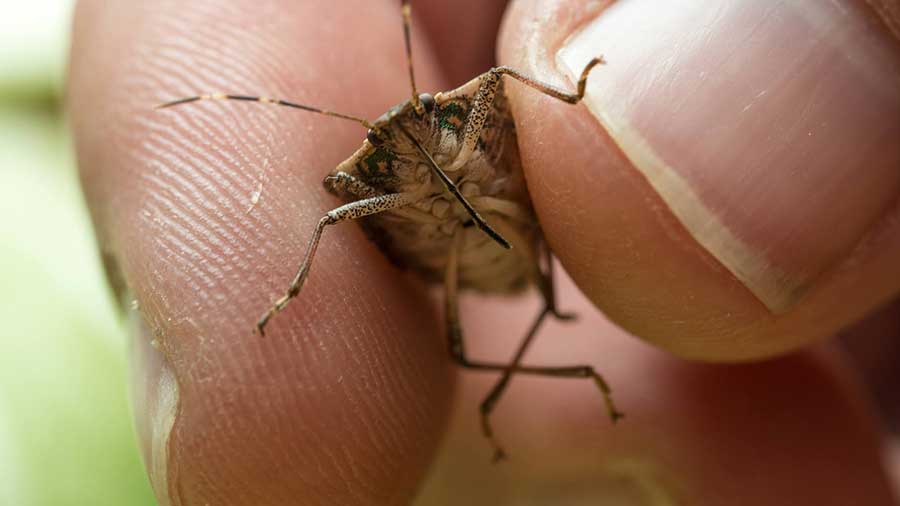 , Bugs! How to Keep Pesky Insects Out of HVAC